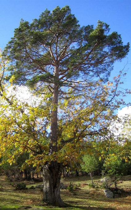 Desde hace unos 130 aos, l pino crece en el interior del roble, que supera ya los 250 veranos. - AYTO. CANICOSA DE LA SIERRA